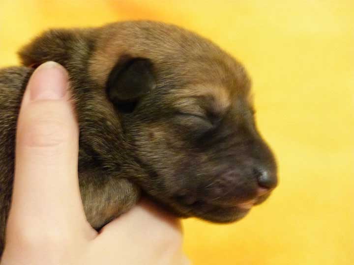 chinook puppy